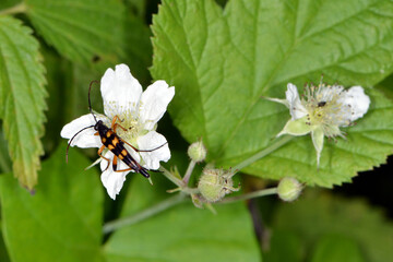 Schlanker Schmalbock, Strangalia attenuata