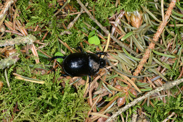 Waldmistkäfer,  Anoplotrupes stercorosus