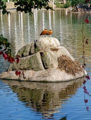 Wild Ruddy Ducks  on the lake in Moscow, Russia