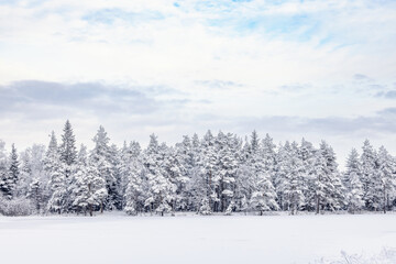 Frosty coniferous forest by a snow covered lake in the woodland