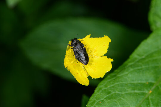 Vierpunktige Kiefernprachtk&auml;fer,  Anthaxia quadripunctata