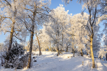 Birch grove with hoarfrost a cold snowy winter day