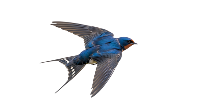 Barn swallow, in flight with wings spread showing blue and orange plumage, cutout, PNG isolated on white or transparent background