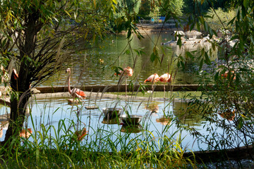 Pink and red flamingos in Moscow Zoo, Russia