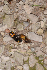 Gemeine Totengräber, Nicrophorus vespillo