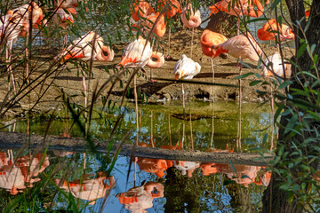 Pink and red flamingos in Moscow Zoo, Russia