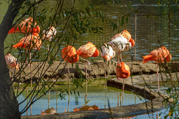  Pink and red flamingos in Moscow Zoo, Russia