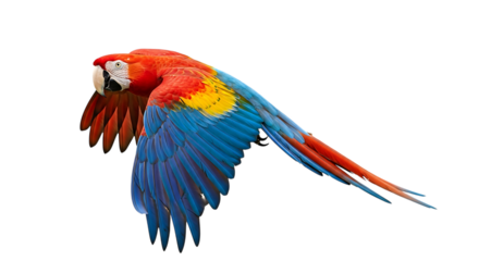 Scarlet Macaw, in Flight with Vibrant Red Blue and Yellow Plumage, cutout, PNG isolated on white or transparent background
