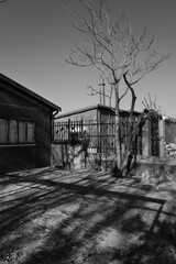 Branches nues et ombres crois&eacute;es : seuil r&eacute;sidentiel sous lumi&egrave;re d&rsquo;hiver