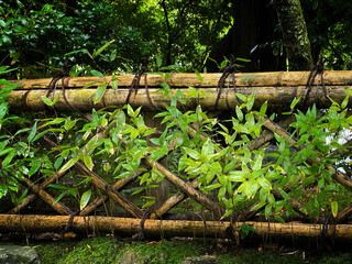 雨上がりの菱竹垣