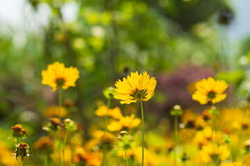  Field of Yellow Coreopsis Wildflowers in the Sunlight