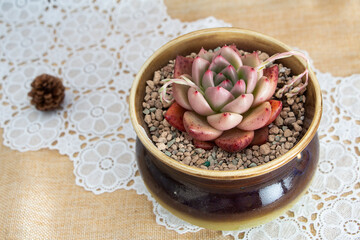 Pink Echeveria Succulent in a Ceramic Pot on a Lace Doily