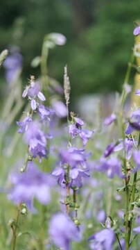 Close-up of a group of round-leaved bellflowers