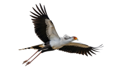Secretary bird, in flight with wings spread wide and long legs extended, cutout, PNG isolated on white or transparent background