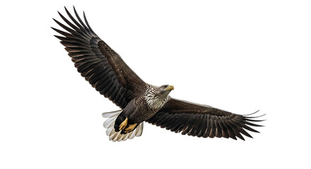Obraz premium White Tailed Eagle, in mid-flight with wings spread wide, cutout, PNG isolated on white or transparent background