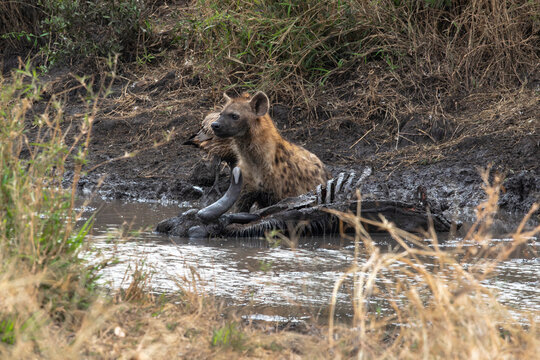 Hyena scavenges on a carcass near a waterhole in the wild