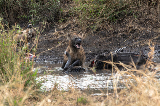 A hyena engages in a fierce meal near a muddy watering hole