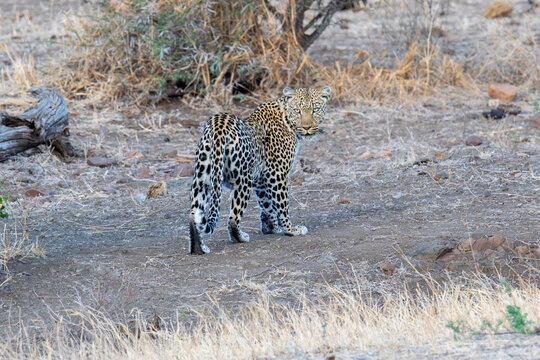 Leopard moves quietly through dry grass at sunset searching for prey