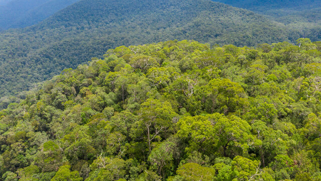 Aerial view of lush tropical rainforest with dense green canopy covering mountain slopes in Sabah, Borneo, Malaysia.