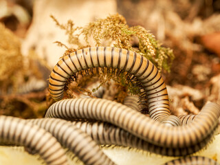 Ommatoiulus rutilans – iule d’Europe sur mousse, macro naturaliste d’un diplopode décomposeur forestier