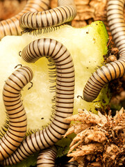 Ommatoiulus rutilans – iules d’Europe se nourrissant en groupe sur courgette, macro naturaliste de diplopodes décomposeurs forestiers