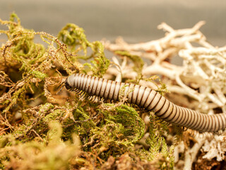 Ommatoiulus rutilans – iule d’Europe sur mousse, macro naturaliste d’un diplopode décomposeur forestier