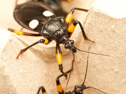 Platymeris biguttatus &ndash; punaise assassine africaine, macro naturaliste d&rsquo;un h&eacute;mipt&egrave;re pr&eacute;dateur aux couleurs contrast&eacute;es