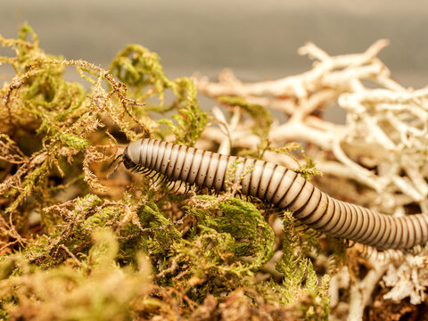 Ommatoiulus rutilans &ndash; iule d&rsquo;Europe sur mousse, macro naturaliste d&rsquo;un diplopode d&eacute;composeur forestier