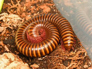 Spirostreptidae sp. “Togo” – diplopode tropical d’Afrique de l’Ouest en position défensive