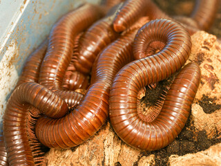 Spirostreptidae sp. “Togo” – diplopode tropical d’Afrique de l’Ouest en position...