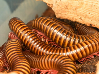 Spirostreptidae sp. “Togo” – diplopode tropical d’Afrique de l’Ouest en position défensive