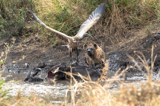 A vulture soars above while a hyena feasts on a carcass in the waterhole