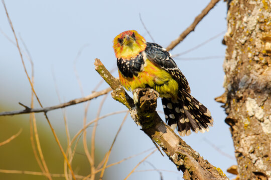 A Crested Barbet perches on a branch looking around

