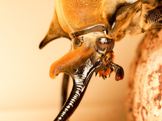 Détail de la tête et de la corne du scarabée Éléphant Megasoma elephas elephas – macro naturaliste sur la morphologie d’un coléoptère tropical