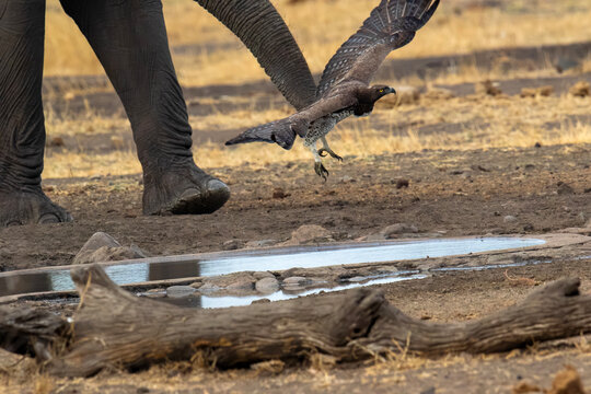 An elephant near water as a Martial eagle swoops down