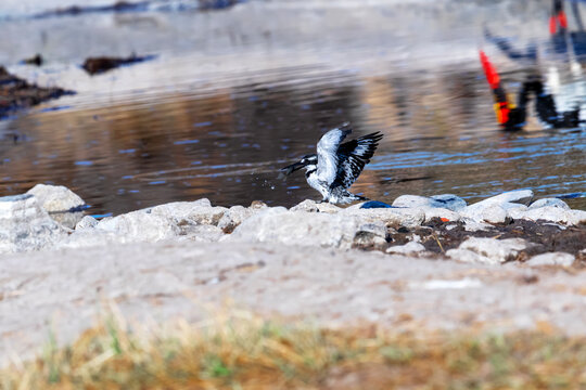 Pied kingfisher hunts along the riverbank near water at sunset
