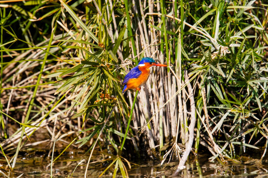 A Malachite Kingfisher perches on reeds near water