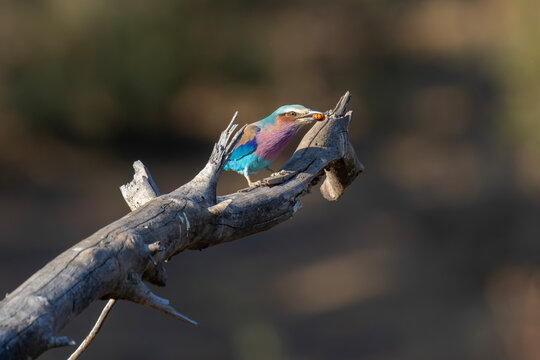 Fototapeta Lilac-breasted roller perched on a branch at sunset