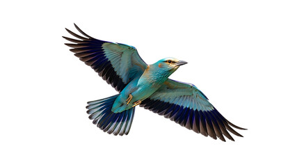 Obraz premium European Roller, with vibrant turquoise and blue plumage in flight, cutout, PNG isolated on white or transparent background