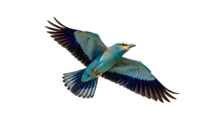 European Roller, with vibrant turquoise and blue plumage in flight, cutout, PNG isolated on white or transparent background