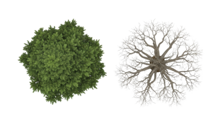 Top View Of A Lush Green Tree Next To A Bare Winter Tree On A Transparent Background