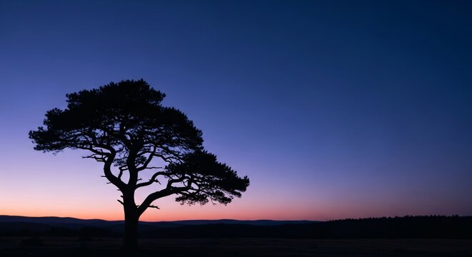 Lone Tree Silhouette Against Twilight Sky perfect for website banner, background image, mindfulness content, nature