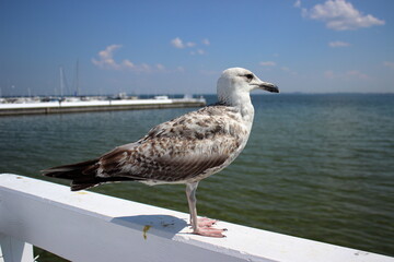 Close-up of seagull standing on white railing above green sea water
