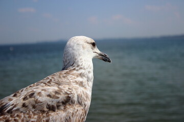 Obraz premium Close-up portrait of seagull with blurred sea horizon