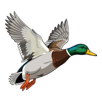 mallard duck hunting illustration logo vector image t shirt