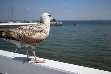 Seagull standing on white railing above Baltic Sea in Sopot