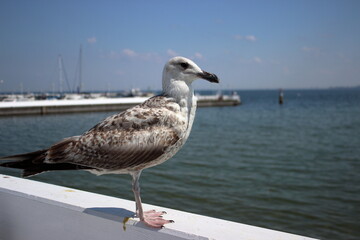 Seagull standing on white railing above Baltic Sea in Sopot