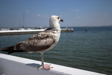 Seagull standing on white railing above Baltic Sea in Sopot