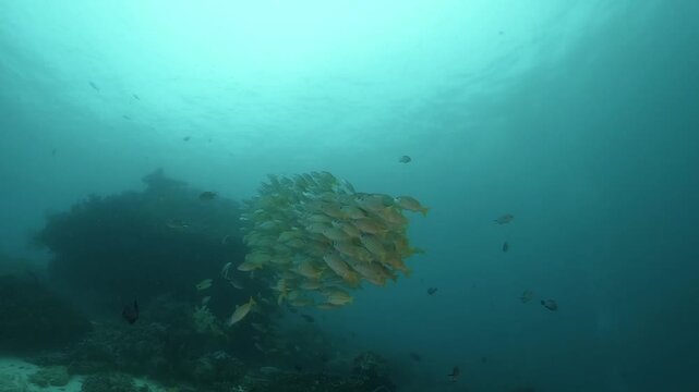 a massive school of Yellowfin snappers gliding together over the rocky coral formations in slow motion high resolution underwater scenery