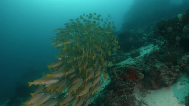 a massive school of Yellowfin snappers gliding together over the rocky coral formations in slow motion high resolution underwater scenery
